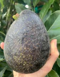 Image result for Dark Avocado 1983 Fedders