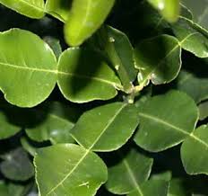 We did not find results for: 15 Manfaat Daun Jeruk Purut Untuk Kesehatan