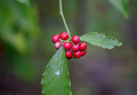 Image result for Hermannia grandistipula