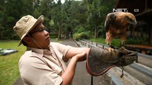 We did not find results for: Ims Atraksi Burung Elang Youtube