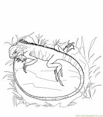 Show your kids a fun way to learn the abcs with alphabet printables they can color. Green Iguana Lizards Coloring Page For Kids Free Lizard Printable Coloring Pages Online For Kids Coloringpages101 Com Coloring Pages For Kids