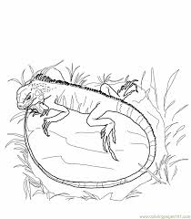 All iguana coloring pages are free and printable. Green Iguana Lizards Coloring Page For Kids Free Lizard Printable Coloring Pages Online For Kids Coloringpages101 Com Coloring Pages For Kids