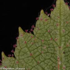 Image result for Cissus rubiginosa
