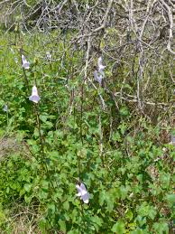 Image result for Ceratotheca