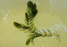 Image result for Ceratophyllum