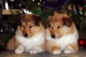 Check spelling or type a new query. Wonderful Rough Collie Pups Manila Free Classifieds In Philippines