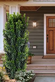 Image result for Euonymus