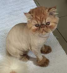 Just After His Haircut Cat Haircut Purebred Cats Cat Grooming