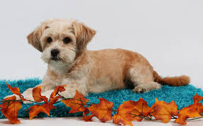 shih poo your guide to the shih tzu poodle mix