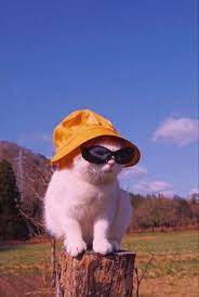 Pin By Ich On All In 2020 Cat Aesthetic Cat Wallpaper Funny Animals