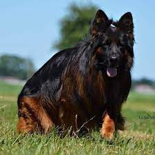 Our dogs are great with children and excellent family companions. Your Ultimate Guide To The Long Haired German Shepherd Long Haired German Shepherd German Shepherd Puppies German Shepherd Dogs