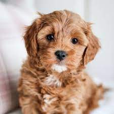 Pin On Pupppss