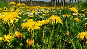 Oh wow, liebe sia, da ist ja eine prachtvolle auswahl zusammen gekommen. Lowenzahnsalat Tipps Und Rezept Zum Selbermachen Utopia De