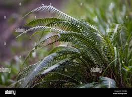 Image result for Blechnaceae