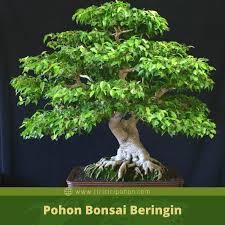 Apa Saja Penilaian Dalam Kontes Bonsai Beringin Ciriciripohon Com