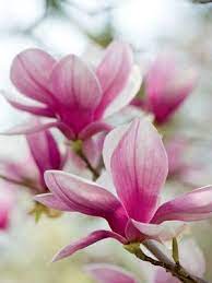 Magnolia Magic Flowering Trees Magnolia Flower Magnolia Trees