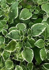 Image result for Coleus amboinicus