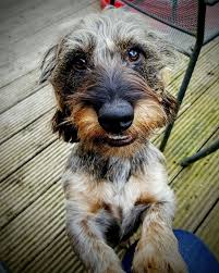 If you are looking for a lifelong friend, you have found the right place. Wire Haired Dachshund Puppies Alabama Bmo Show