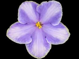 Sales table reservations to members who wish to sell plants and/or plant related material at our annual show. African Violets By Lyndon Lyon Greenhouses