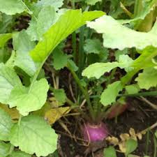 Killer food plots is the premier provider of whitetail deer food plot seed blends, whitetail deer feed, complete food plot installation and maintenance, attractants, cover scents and total services to manage your hunting property. Food Plot Seed For Whitetail Deer Double Nickel Outdoors