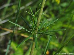 Image result for Galium verum