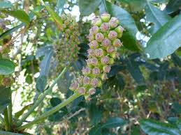 Image result for Cussonia arenicola