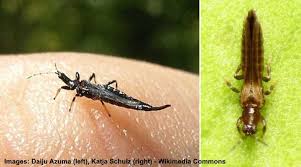 What does a thrip look like? Thrips On Plants Effective Ways To Get Rid Of Thrips