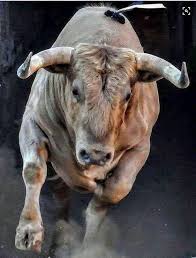 luna selva adli kullanicinin cows panosundaki pin hayvan resimleri hayvanlar hayvan