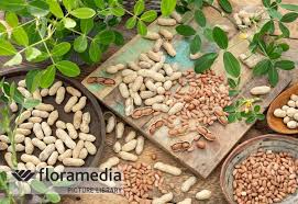 Image result for Arachis