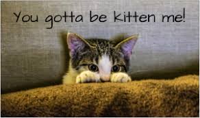 By tmlt publisher july 14, 2021 people 0 comments. 100 Cat Captions For Instagram Meow Healthy Tips