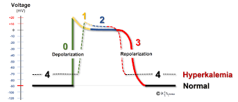Action Potentials (Spikes)