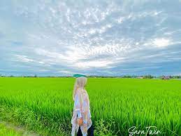 Suasana teduh dengan pemandangan sawah yang mengesankan juga bisa kamu temukan di sardine bali restaurant. Sawah Padi