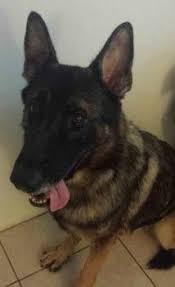 Stunning German Shepherd Up For Adoption On South Florida Craigslist Animals Pets Beautiful Dogs