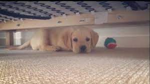 Butter Akc Ckc Labrador Retriever Female Puppy For Sale Puppies For Sale Puppies Retriever Puppy