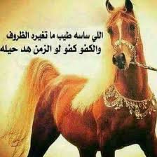 شعر عن الخيل كلمات شعر في الخيل عبارات