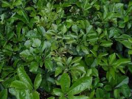 Image result for Rawsonia