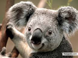 ARGUS (MICHAEL ARGUS)