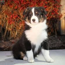 Click here to see our border collie and miniature american shepherd puppies for sale! Border Collie Mix Puppies For Sale Border Collie Mix Greenfield Puppies