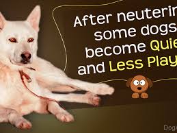 Never spay or neuter a frustrated, nervous, tense, aggressive, or anxious dog! Myths And Facts About Behavioral Changes In Dogs After Neutering Dogappy