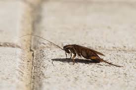Everyday low prices · savings spotlights · curbside pickup What S That Giant Cockroach In Your House Terminix