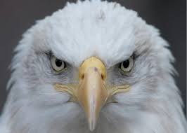 A juvenile bald eagle has wings that are considerably wider and blunter than those of an adult. American Bald Eagle Greeting Card For Sale By Photo By Wayne Bierbaum Annapolis Maryland