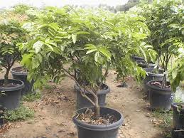 Kalau menanam lebih dari 1 buah naga dalam 1 pot, tiang panjat diletakkan di tengah. Tanaman Buah Dalam Pot Berkahtanimanunggal Flickr