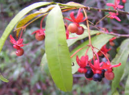 Image result for Campylospermum