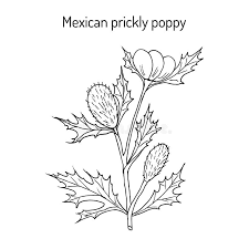 Image result for Argemone mexicana