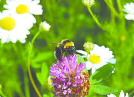 Image result for Bombus hortorum