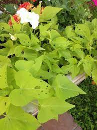 Learn what you need for thriving plants. Holes In Ornamental Potato Vine Potato Vine Potato Vine Plant Sweet Potato Plant Vine