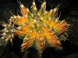 The name cactus (official name cactaceae) is derived from the greek word 'kaktos', which means 'spiky plant'. Gymnocalycium Commonly Called Chin Cactus Is A Genus Of About 70 South American Species Of Cacti The Genus Name Gymnocalycium Refers To The Flower Buds Beari