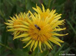 Image result for Berkheya