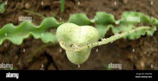 Image result for Dipcadi platyphyllum