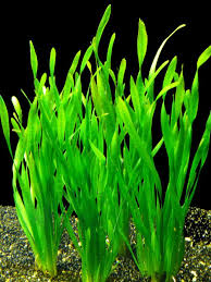 Image result for Vallisneria spiralis